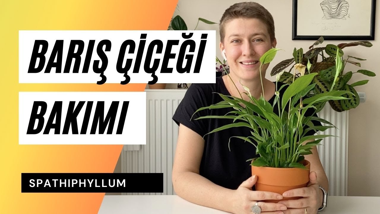 Barış Çiçeği / Spathiphyllum Bakımı Nasıl Olmalı? 👩‍🌾  Ev Yeşili
