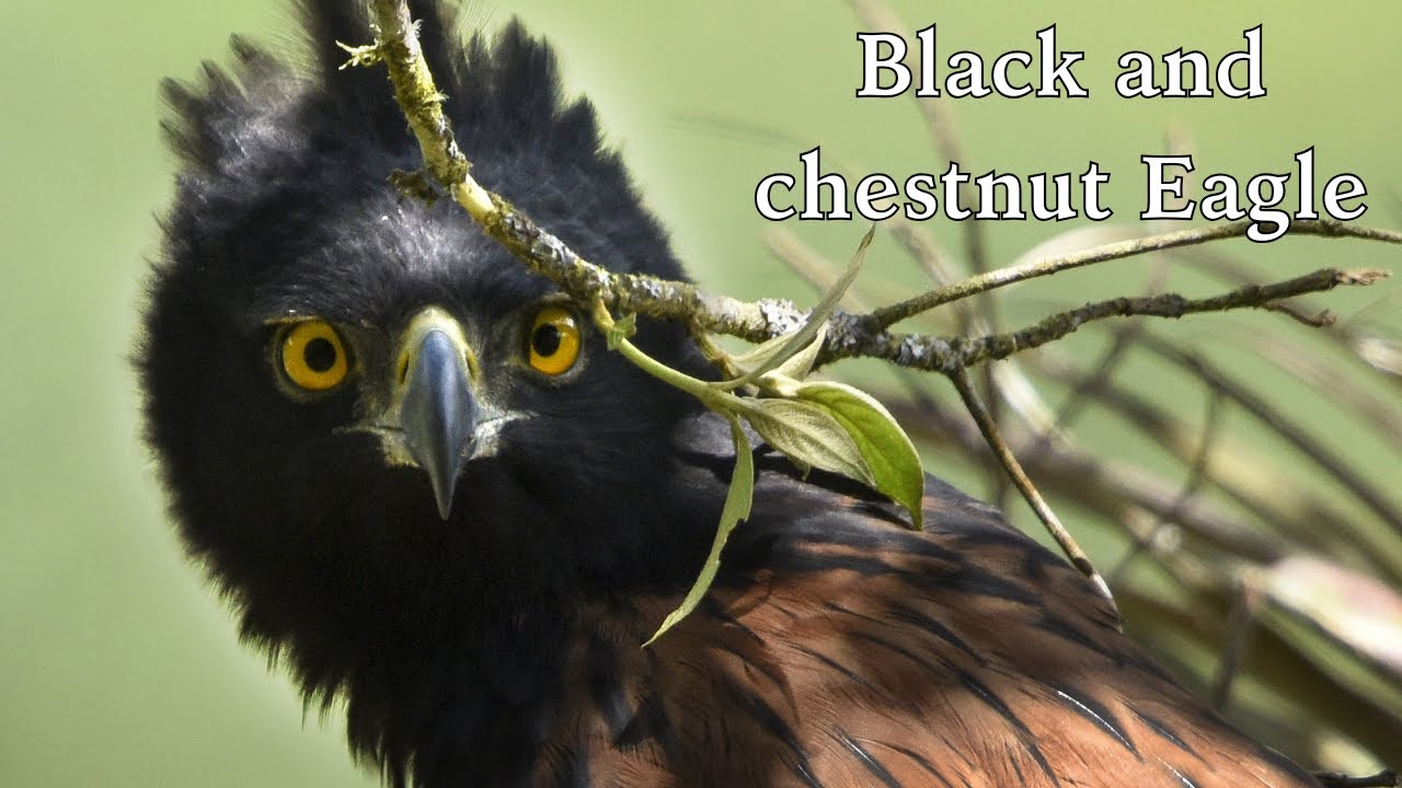 Black-and-chestnut Eagle: The Predator That Became the Hunted