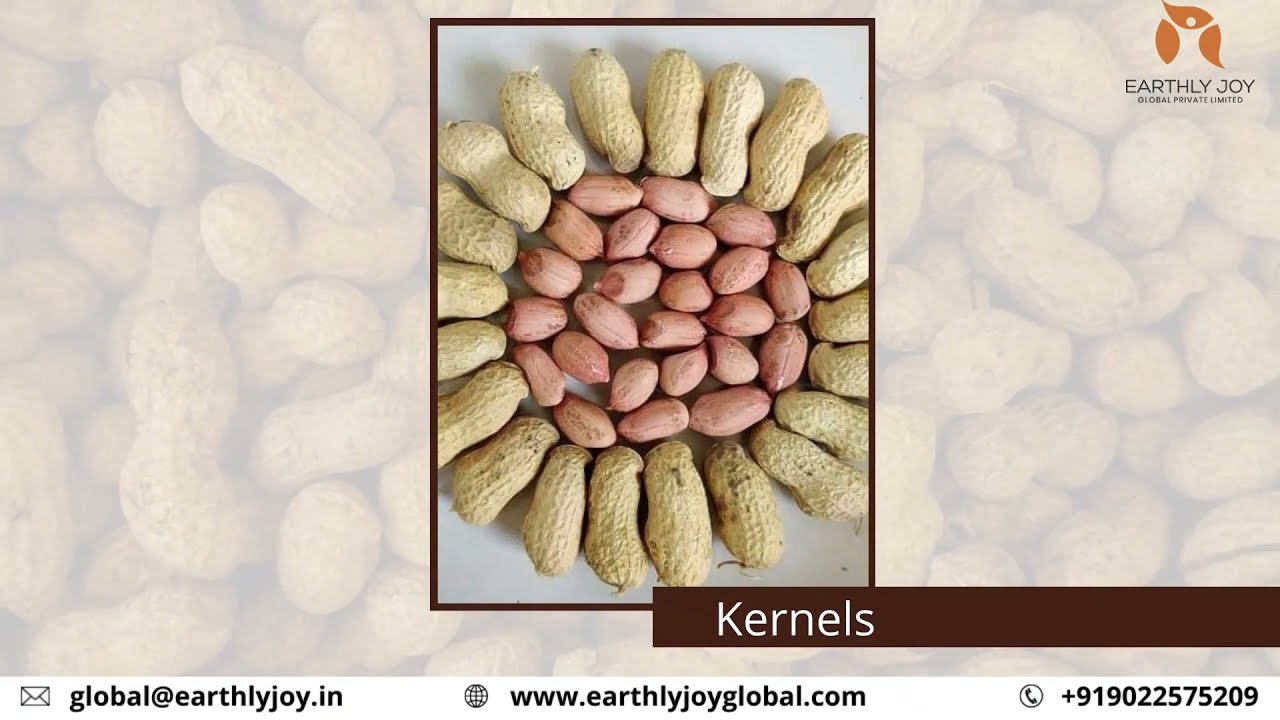 Peanut  Export From India | Process, Packaging, Transport | Earthly Joy Global