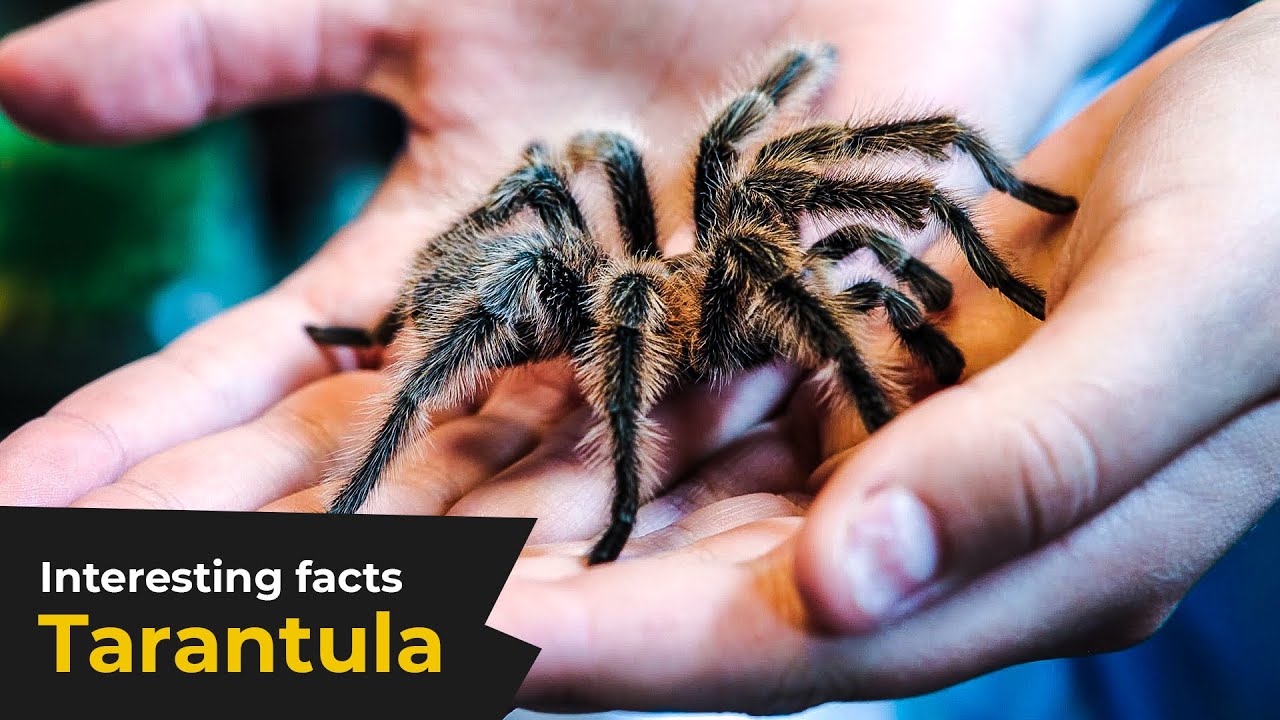 Tarantula spider facts | World of Animals