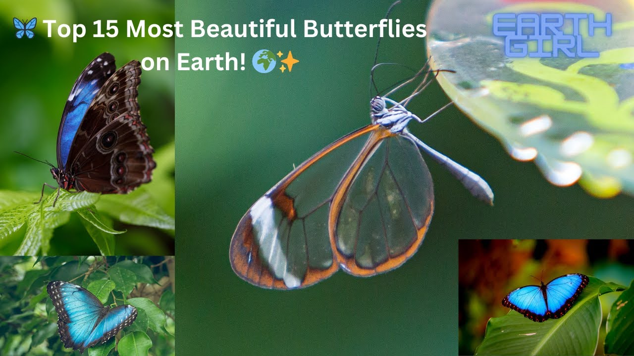 🦋✨ This Is The Most Beautiful Butterflies on Planet Earth
