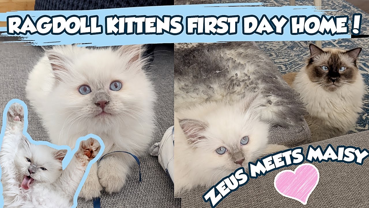 Ragdoll Kitten's FIRST DAY HOME! 🐱 (Zeus Meets Maisy)