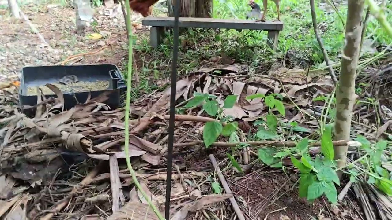 Ito yong aming mini farm manokan sa tabi ng bahay namin kakapisa palang kaya unti pa 