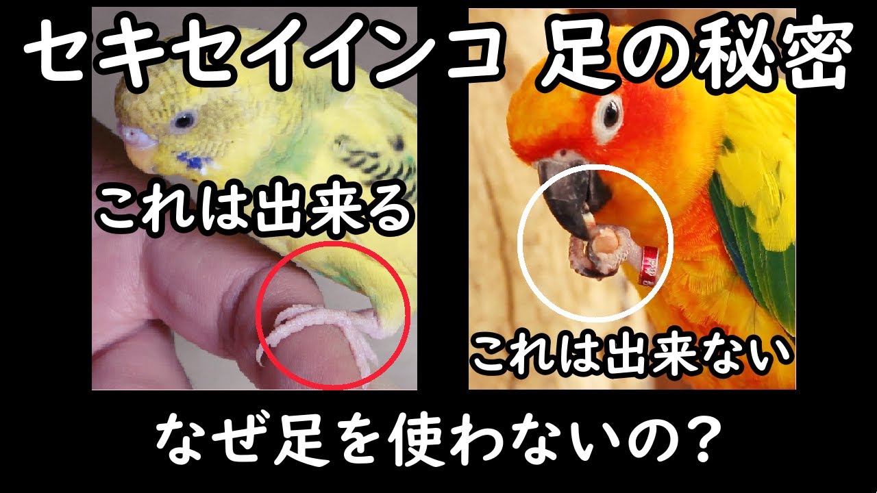 【セキセイインコ 足を使わないワケ】足を使うインコと使わないインコ、何が原因でそうなったのか?