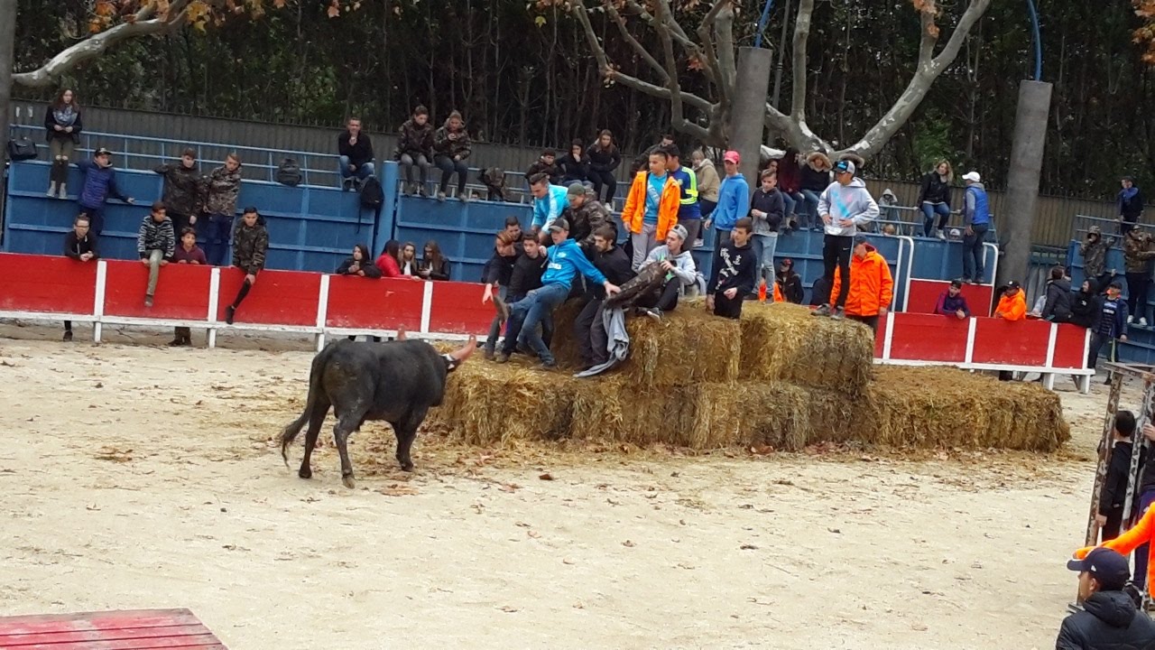 CAISSARGUES-Encierro-Marisma Matray-Lou Simbeu-2016/12/04
