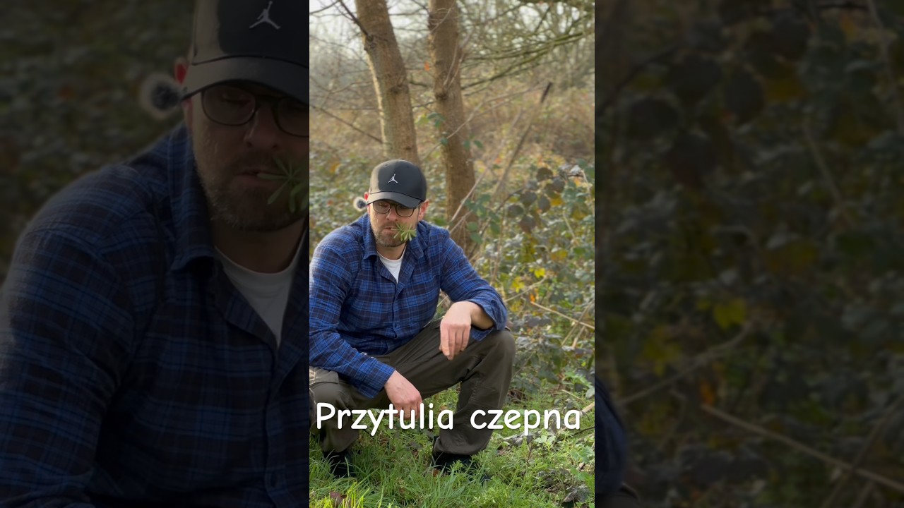 Przytulia Czepna: Chwast czy Zioło? 🌿