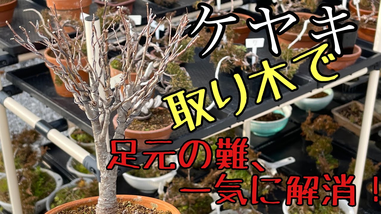 【盆栽】ケヤキの取り木！目指せ八方根張り。layering zelkova 【初心者】