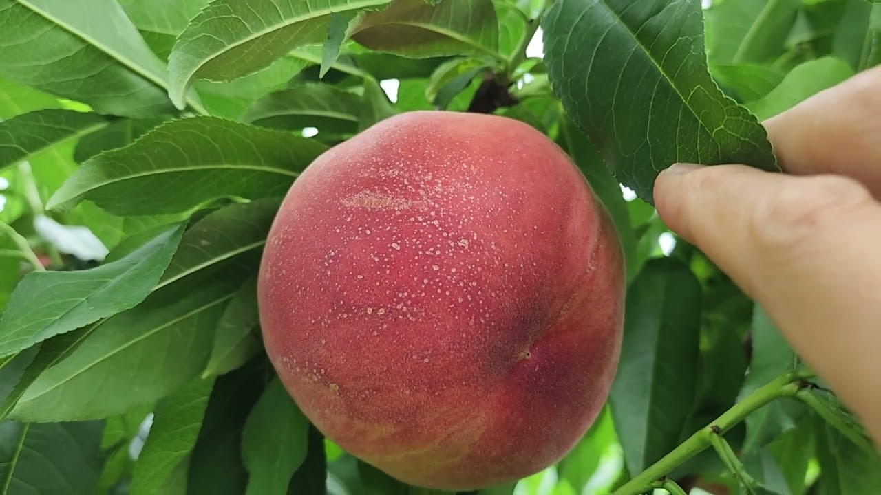 미사토 복숭아 9~10과 4키로 1박스 택배비포함 8만원 입니다.판매완료.