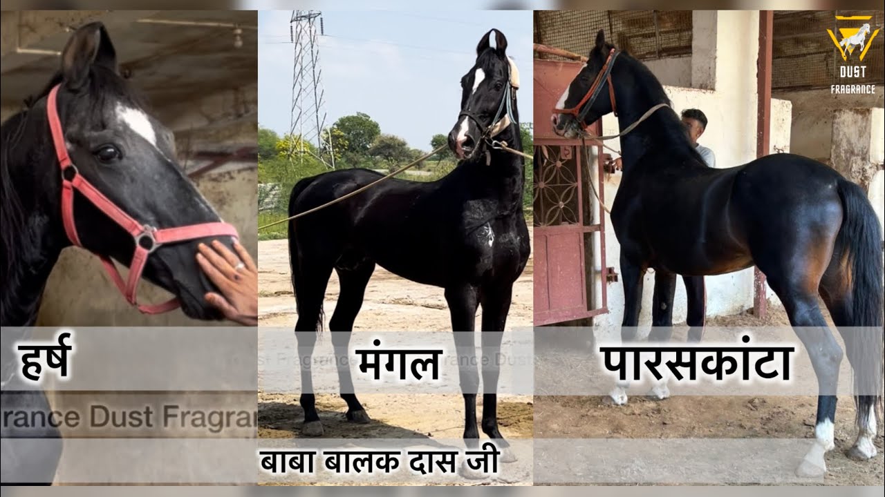 बाबा जी के जाने के बाद हर्ष और उसका बेटा मंगल एवं पारसकांटा #bababalaldasji 