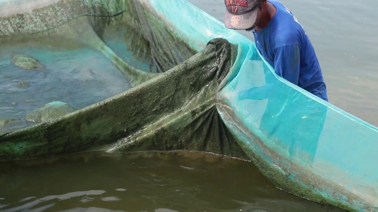 Aqua Negosyo Para sa Pilipino - Pag-aalaga at Pagpapalaki ng Tilapia