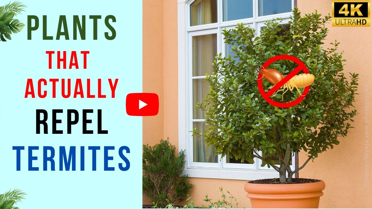 12 Plants That Actually Repel Termites | Best Termite Repellent Plants