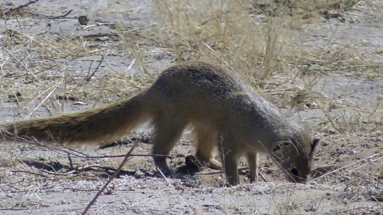 Yellow Mongoose foraging - Southern Kalahari