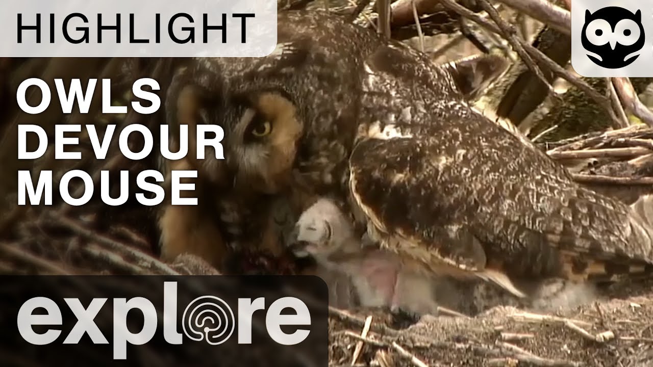 Long Eared Owl Chicks Devour an Entire Mouse - Live Cam Highlight