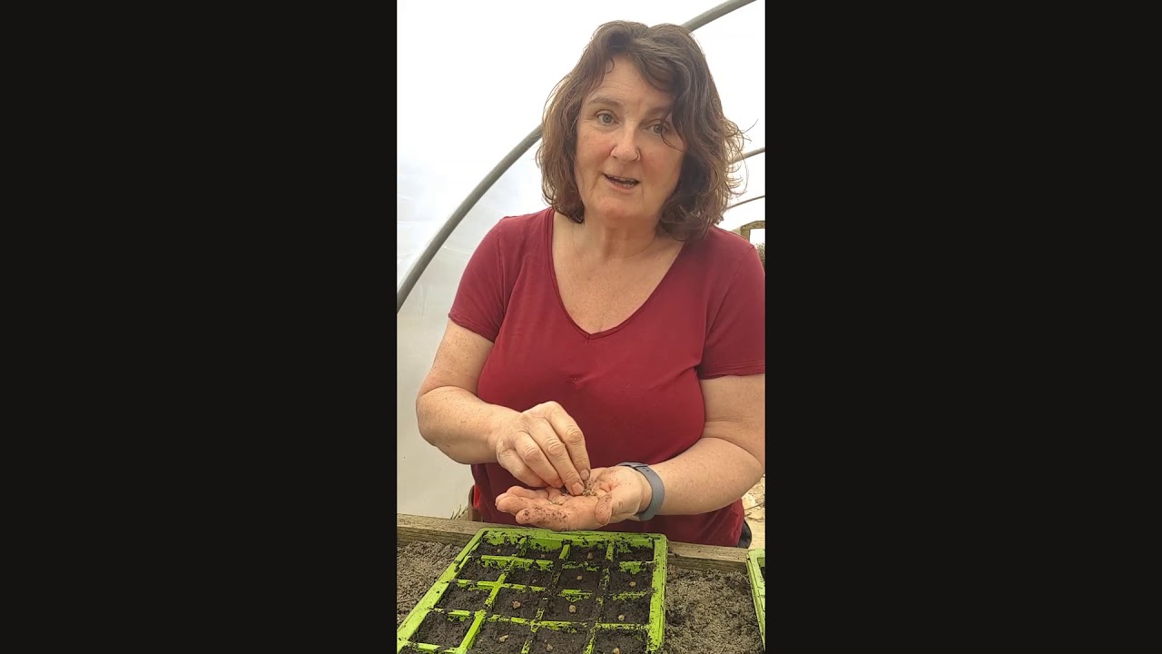 How to Grow Chard Seeds with Greenside Up