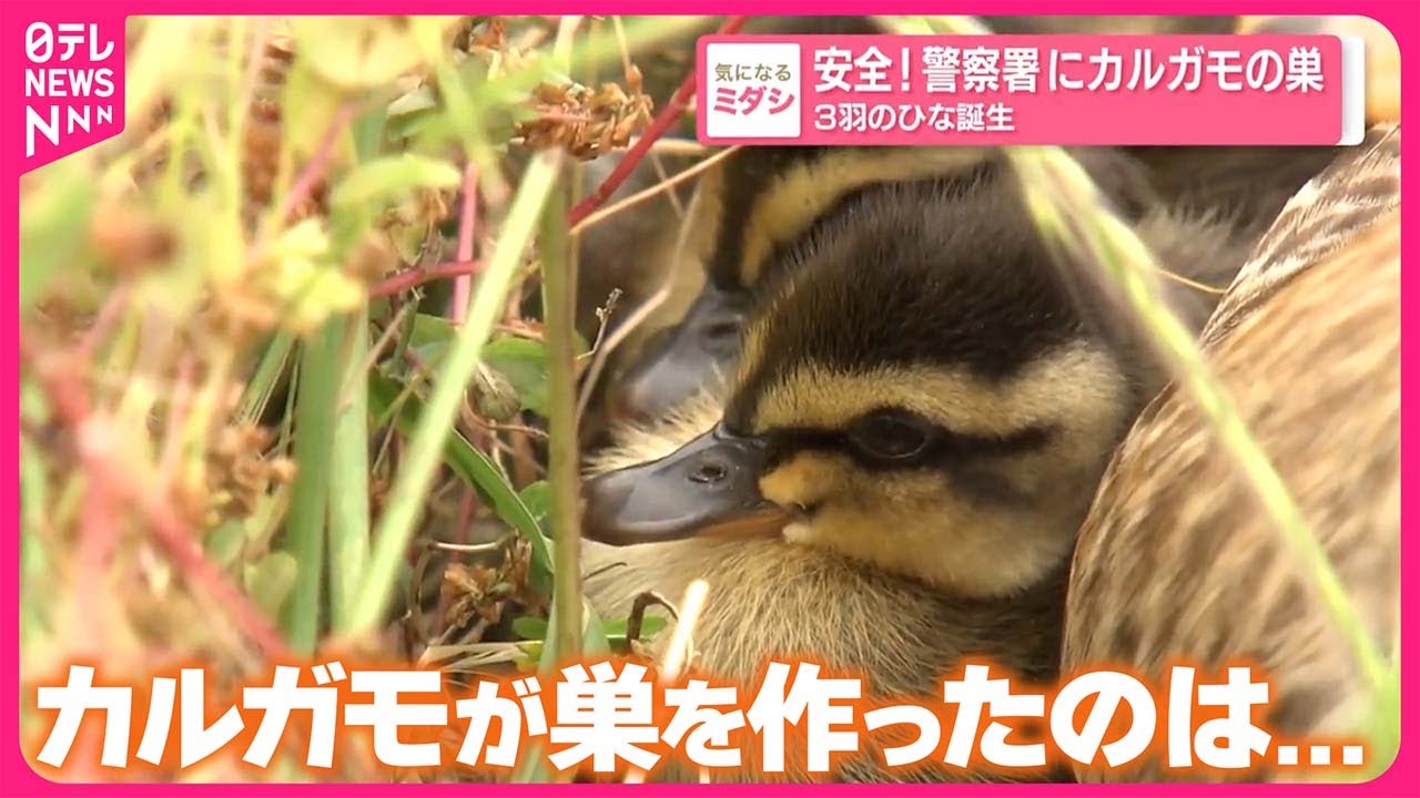 【３羽のひな誕生】警察署にカルガモの巣