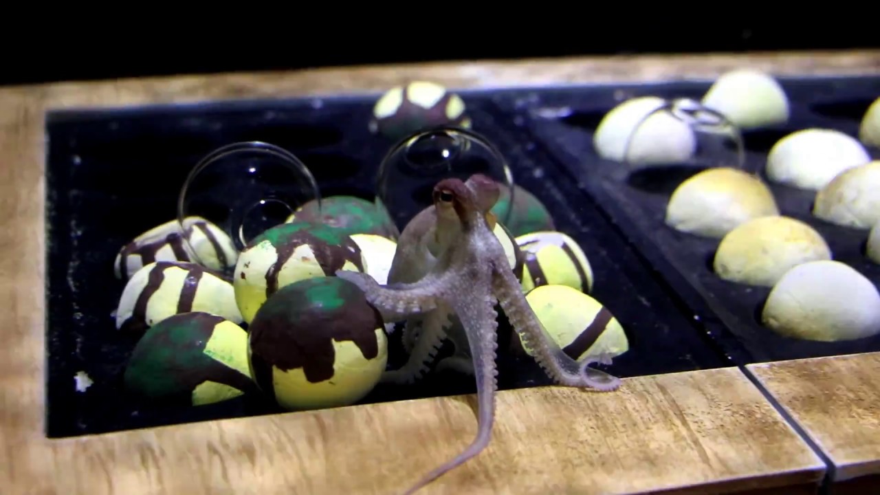 ヨコハマおもしろ水族館（赤ちゃん水族館）：横浜中華街
