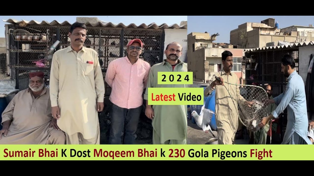 Sumair Bhai K Dost Moqeem Bhai k 230 Gola Pigeons Fight in Ramswami Karachi