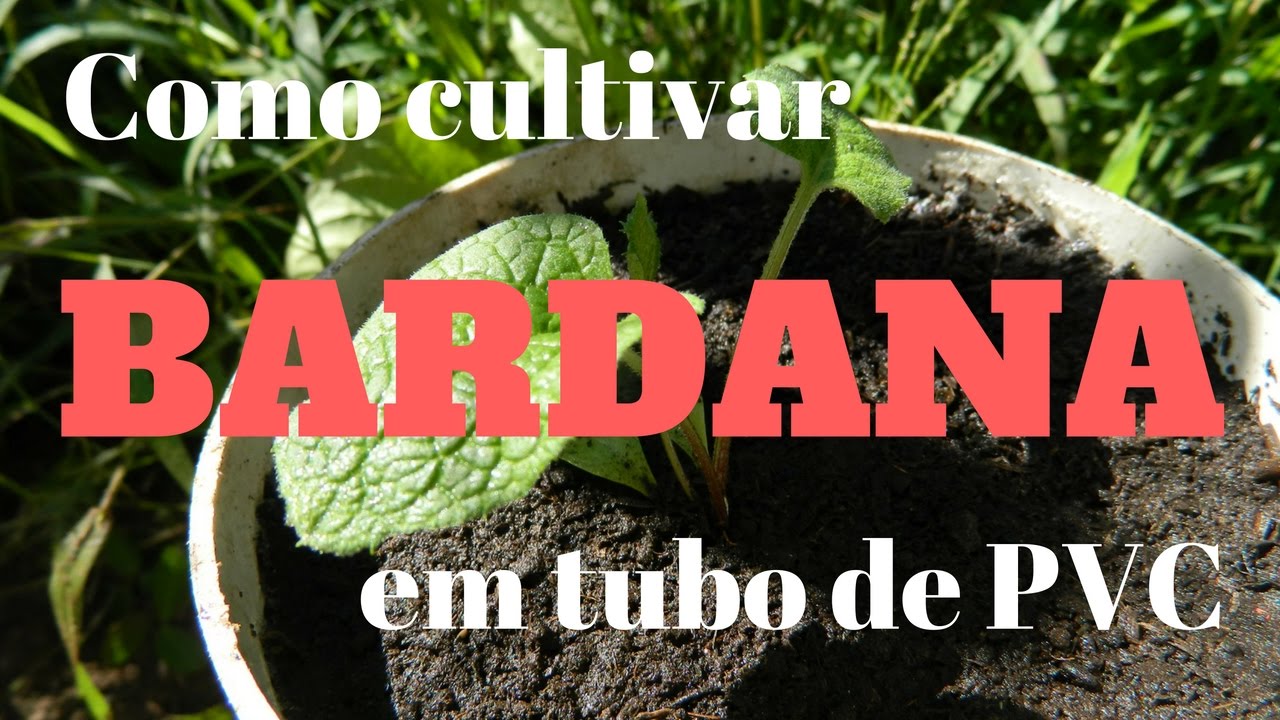 Como cultivar Bardana em tubo de PVC