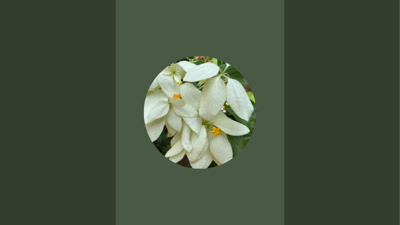 SUNSHINE GARDEN is live