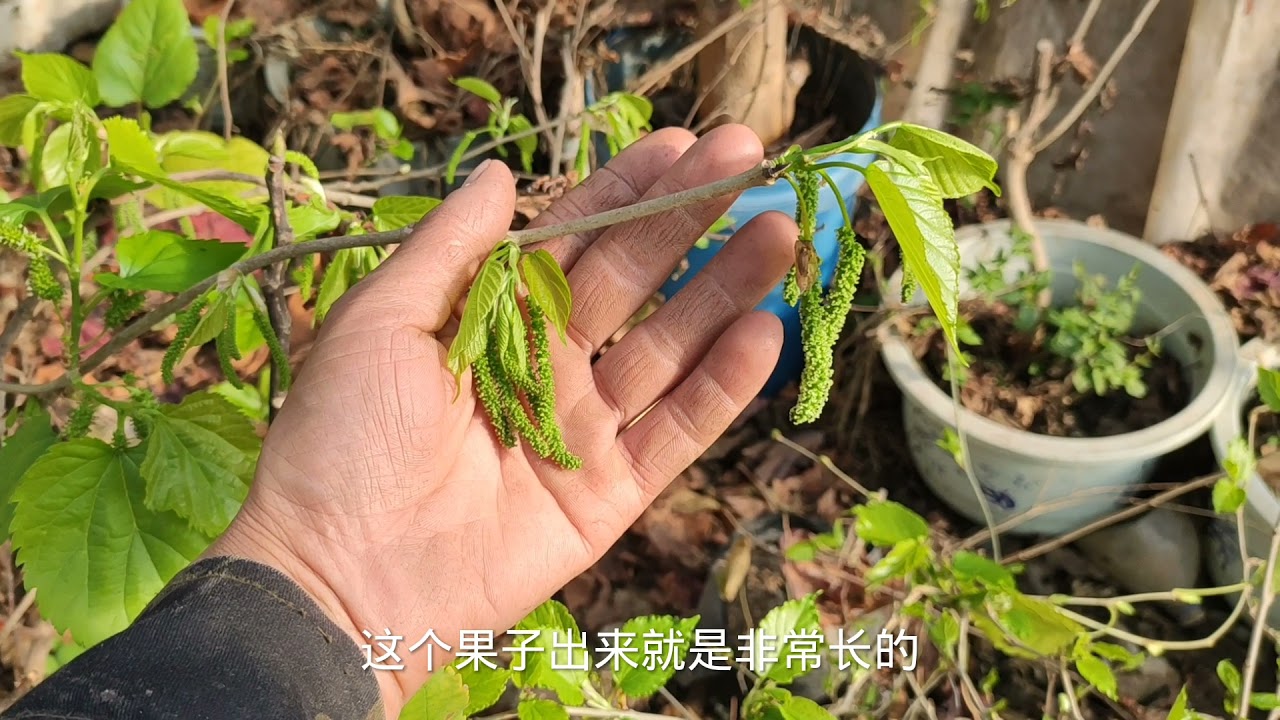 3个最适合盆栽的桑葚品种，个个丰产又好吃，种一棵果子敞开吃！