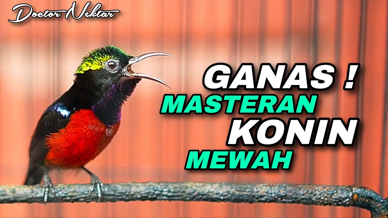 MASTERAN KONIN GACOR FULL ISIAN TEMBAKAN MEWAH TAJAM COCOK BUAT MASTERING BURUNG JUARA KOLIBRI NINJA