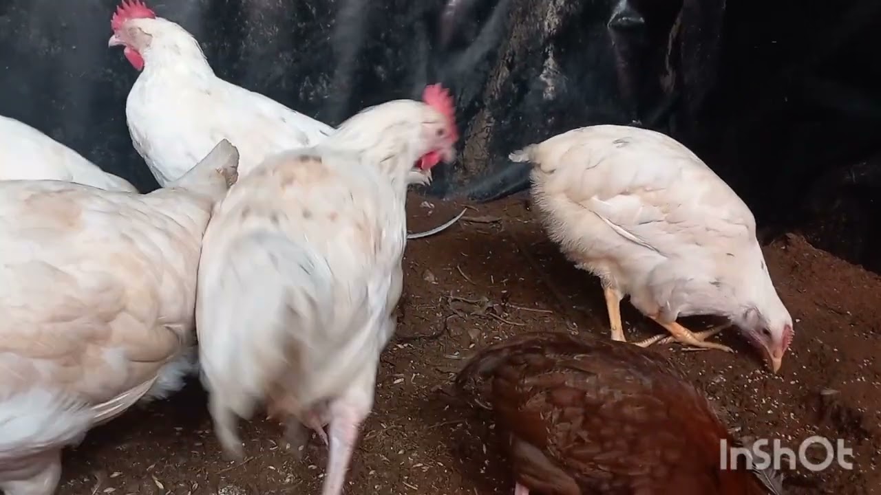 تحسين دجاج الفرنسي بي لجورن البيض 