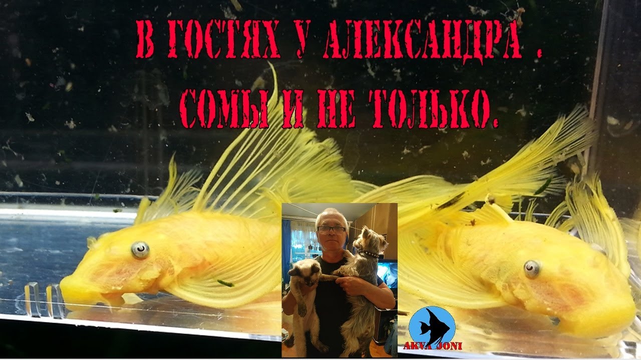 В гостях у Александра . Сомы и не только.