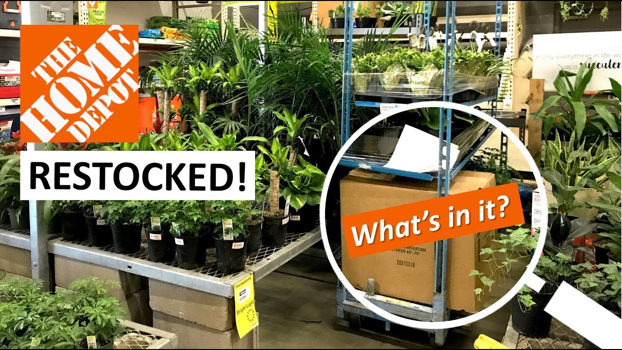 Home Depot Finally RESTOCKED! Two Racks of New Plants and A Secret Box 🤔