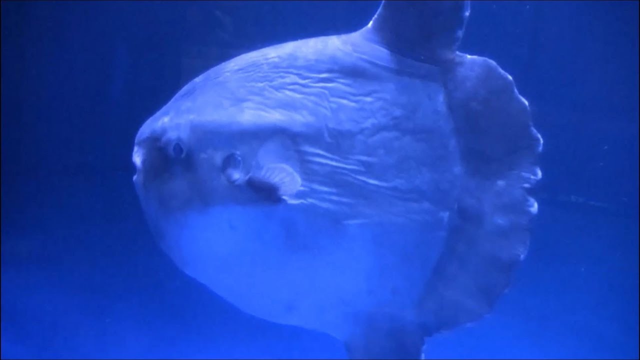 マンボウへのエサやり ＆ マンボウの解説 / 名古屋港水族館