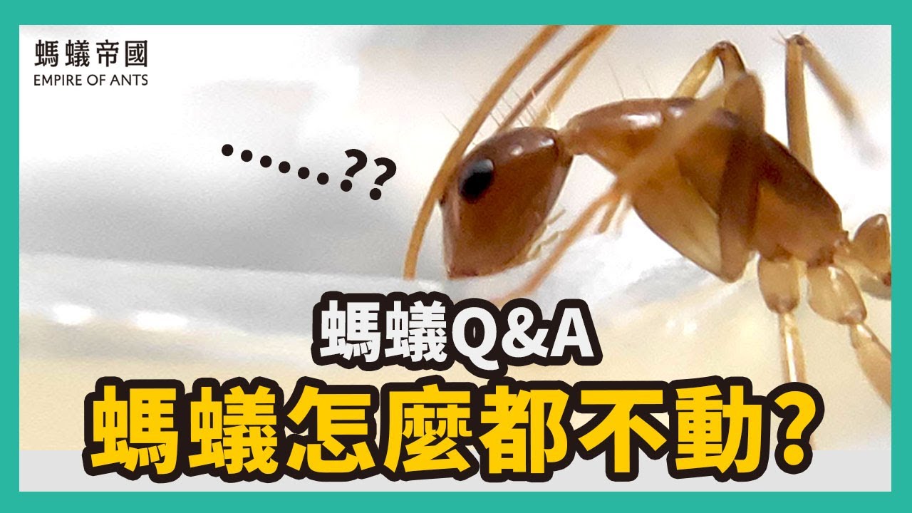 螞蟻怎麼都不動？螞蟻的活動解析與死活辨識｜【螞蟻帝國】｜螞蟻QA ep.3｜