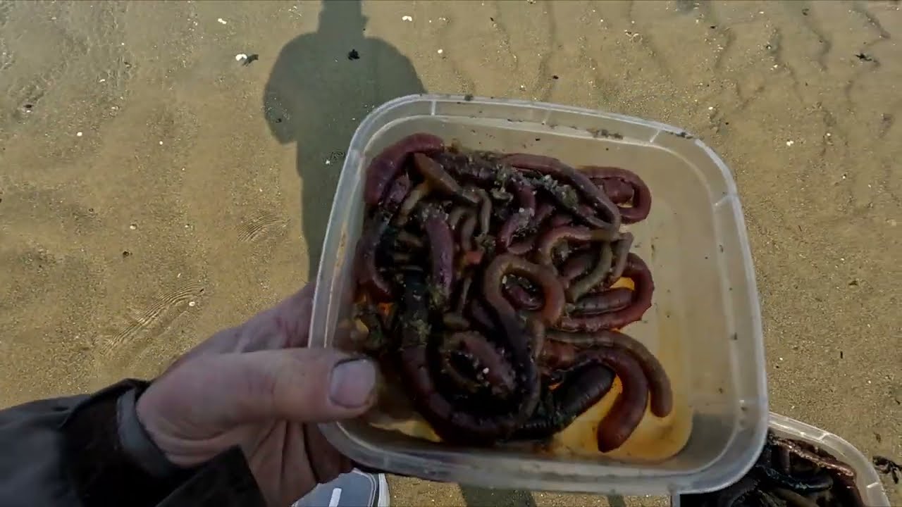 Comment trouver et ramasser des arénicoles pour la pêche en mer (surfcasting)