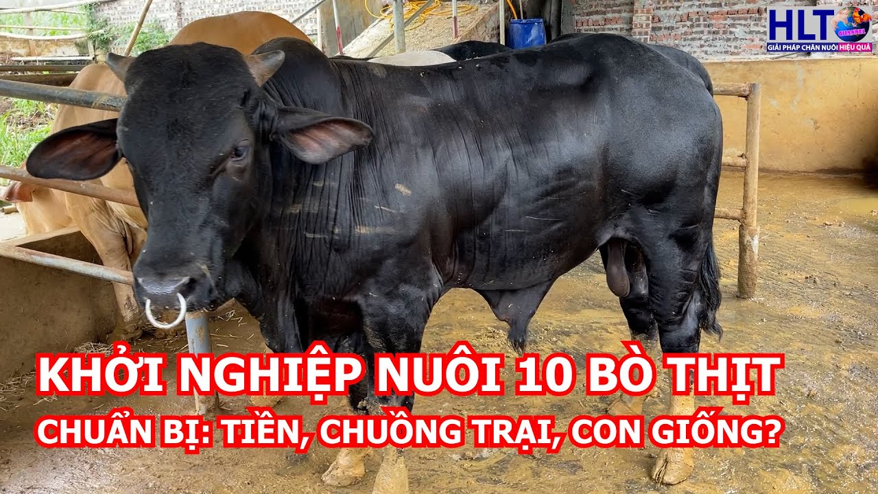 Khởi nghiệp nuôi 10 bò thịt cần: CHUẨN BỊ BAO NHIÊU TIỀN? TRỒNG BAO NHIÊU CỎ? CHUỒNG TRẠI THẾ NÀO?