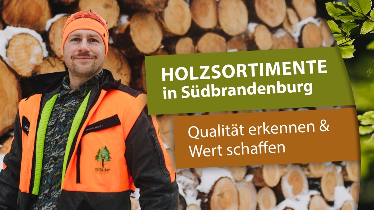Holzsortimente in Südbrandenburg #brandenburg #holz #wald