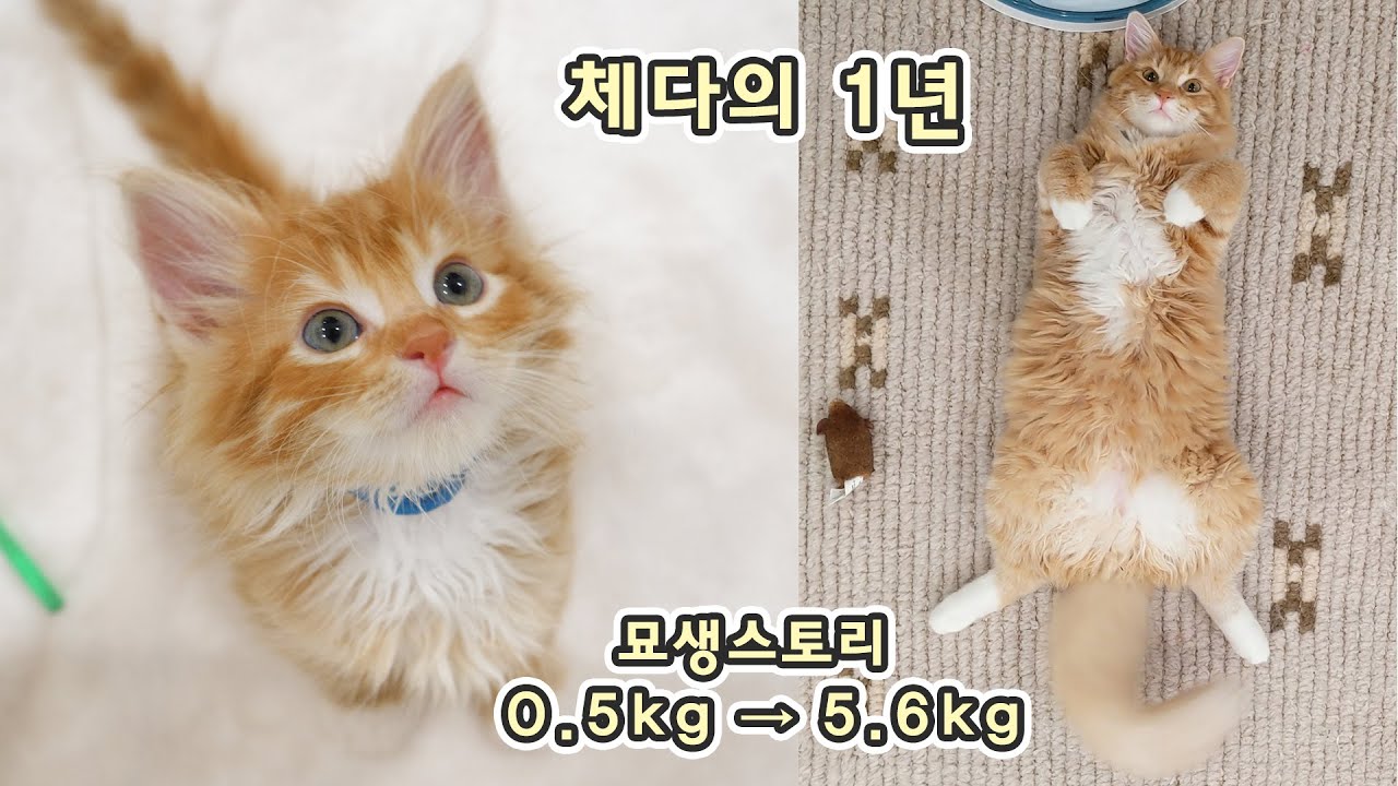 반려묘 체다와 집사의 1년 - 0.5kg 에서 5.6kg 까지 고양이 묘생 스토리