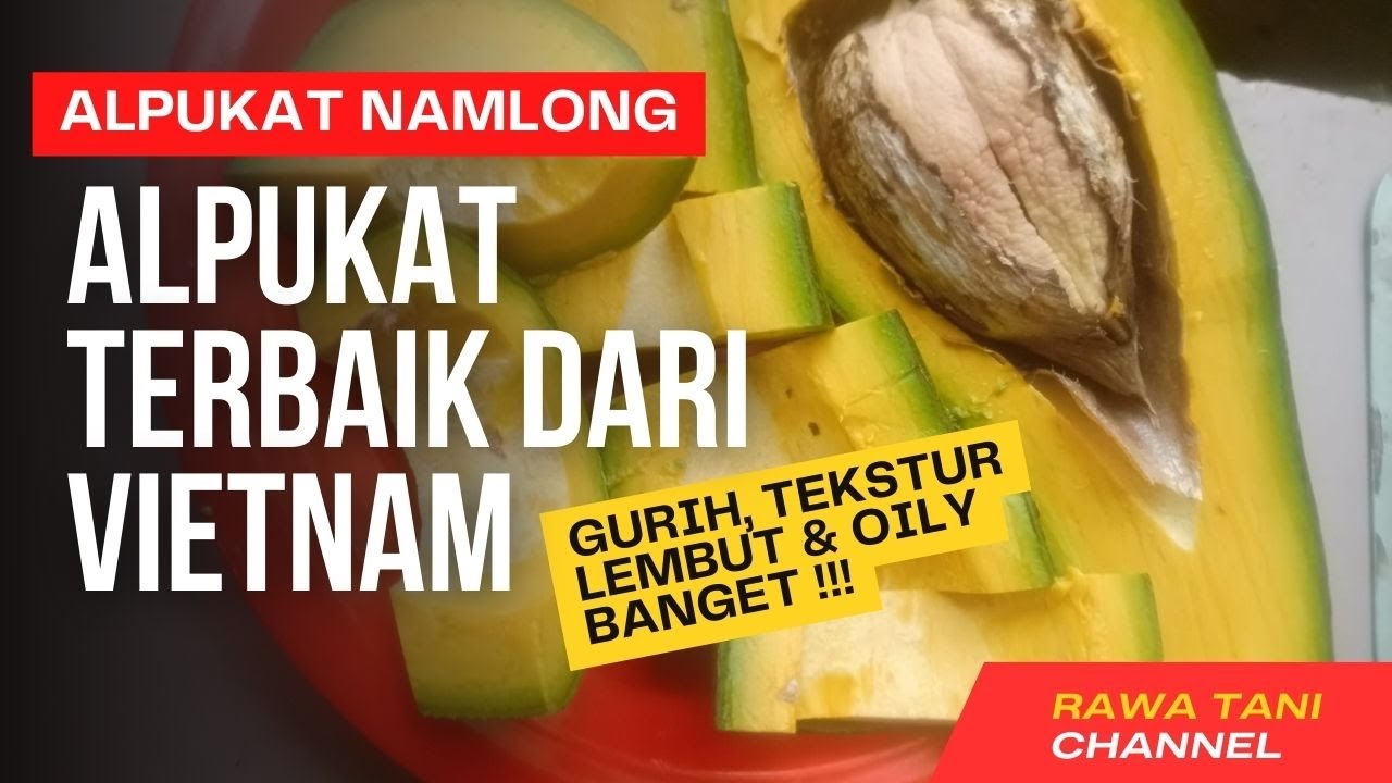 ALPUKAT NAMLONG !!! Jenis Alpukat Terbaik Vietnam, Gurih, Pulen dan Kadar Minyak Tinggi I Rawa Tani