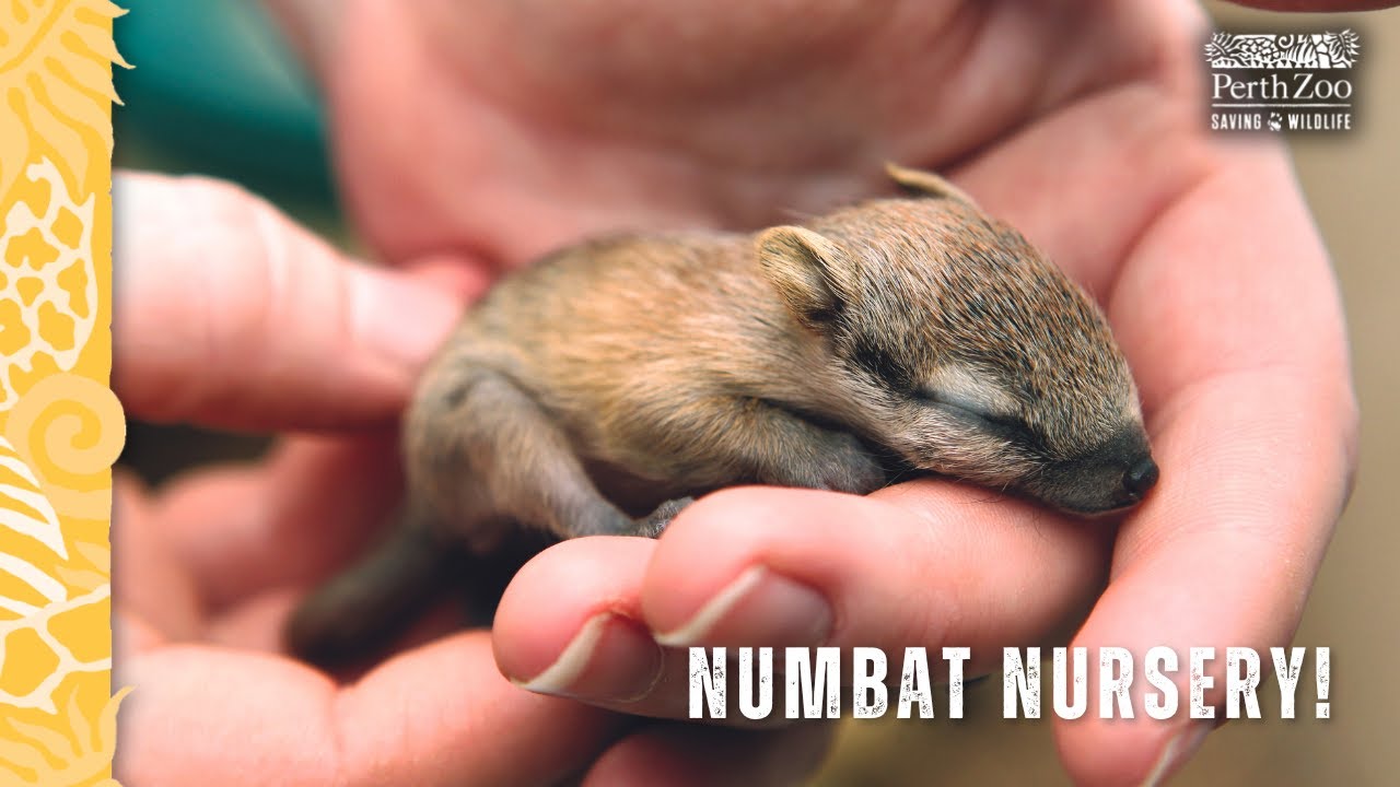 Hand-raised Numbats turn one!