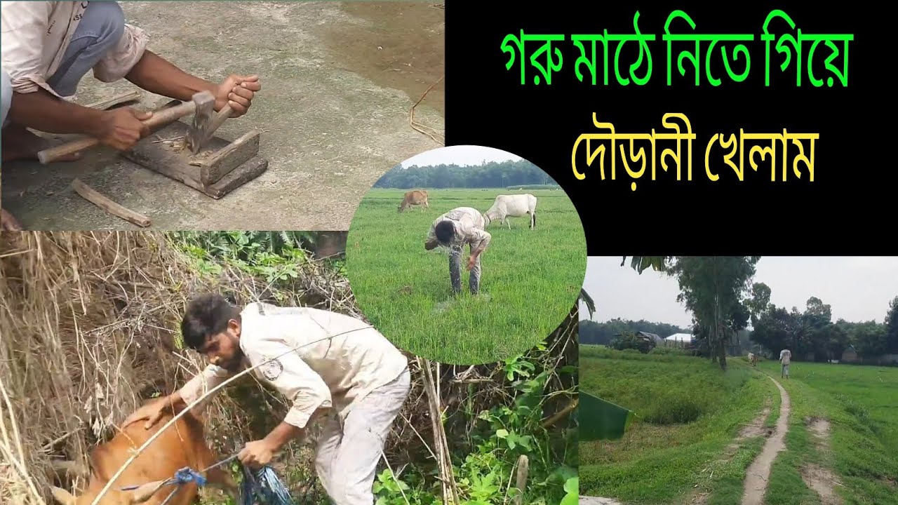 গরুদের মাঠে ঘাস খাওয়ার জন্য নিয়ে যেতে, গরুরাই আমাকে গরু খাটনি খাওয়াল।