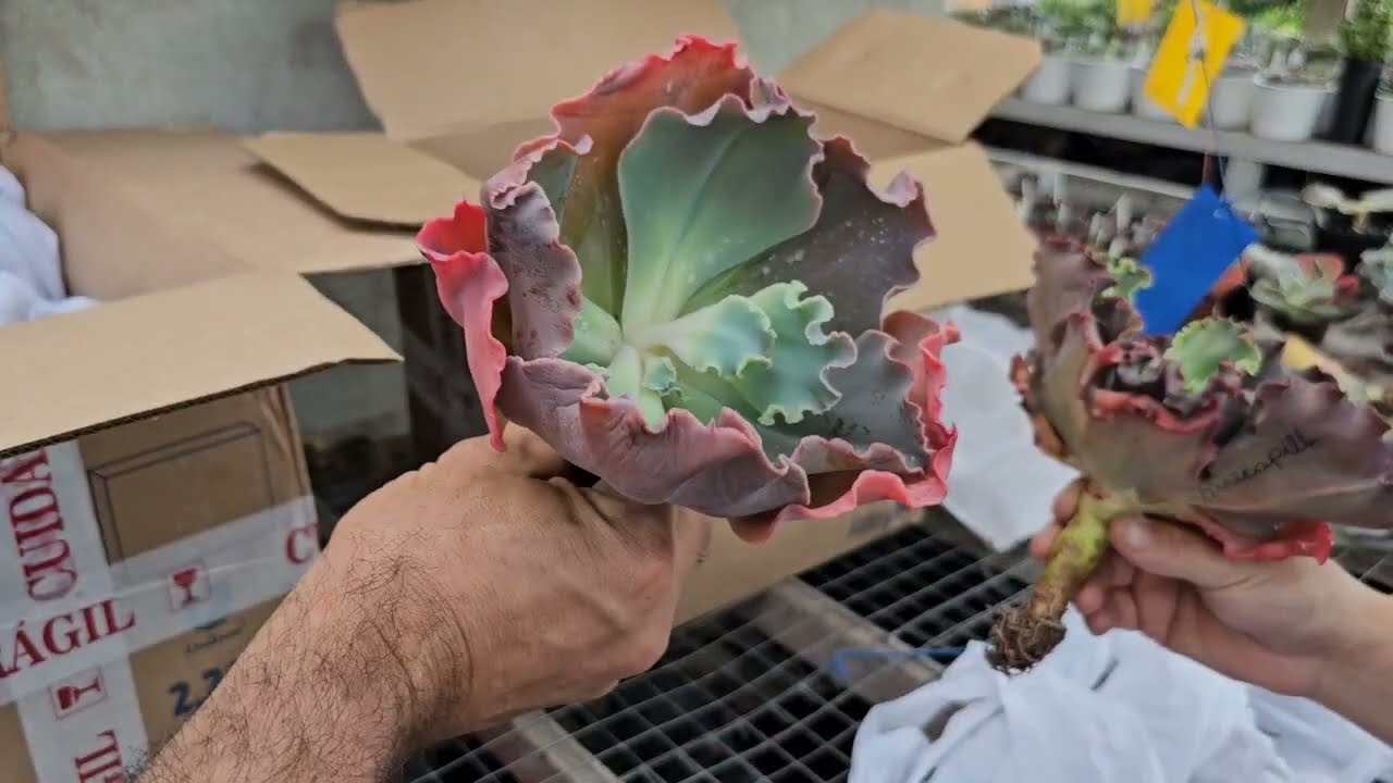 Tive que buscar minhas caixas na transportadora, muitas plantas lindas. 