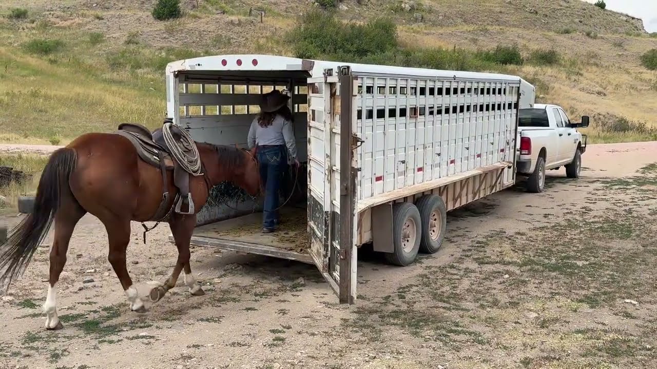 Big- Quiet Natured Gelding!  *For Sale* Diamond-McNabb Ranch Horse Sale September 10-12, 2025