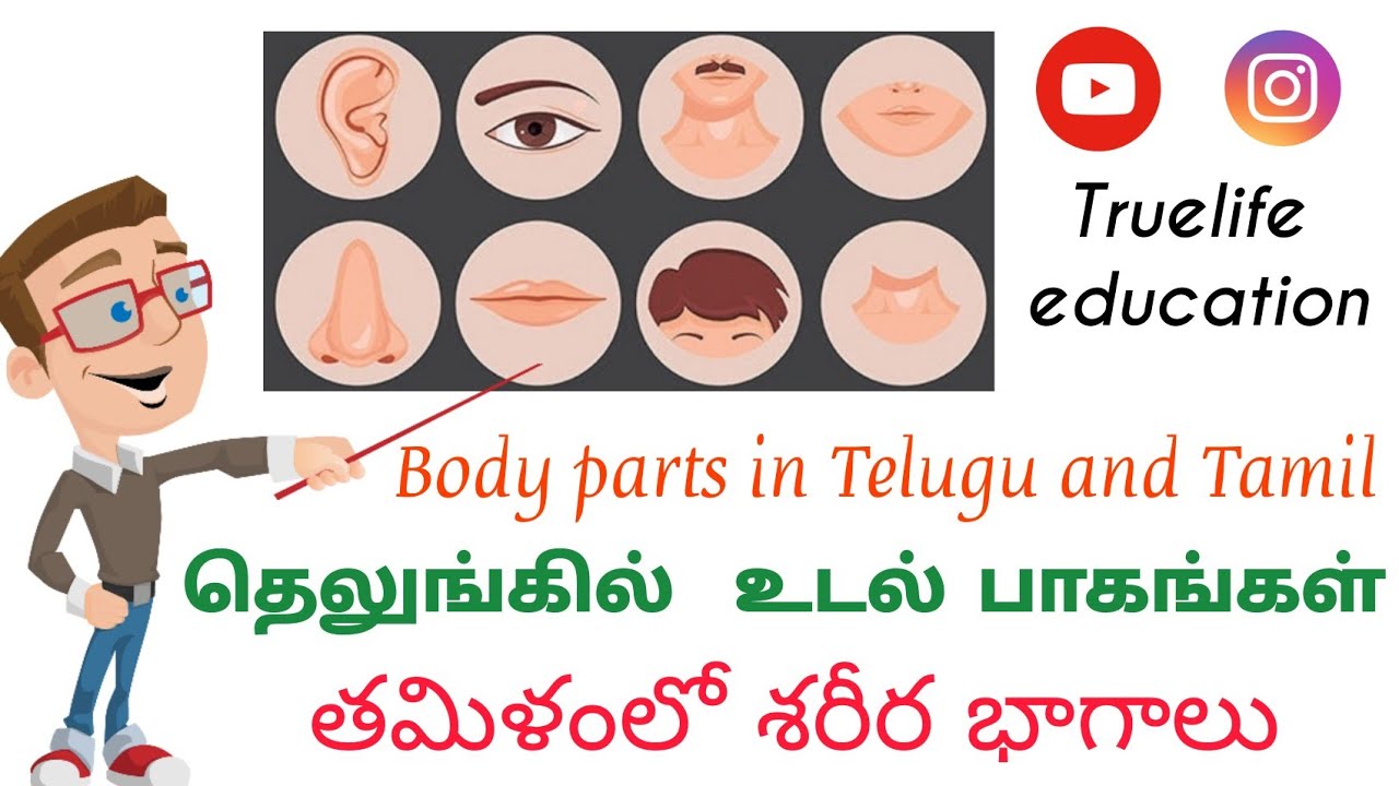 learn body parts in Telugu and Tamil | శరీర భాగాలు | உடல் பாகங்கள் | Learn | Tamil | Telugu | edu