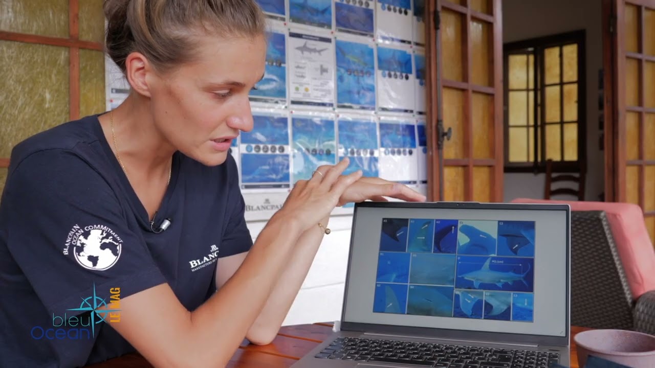 Mokarran une association qui protège le requin marteau de Rangiroa