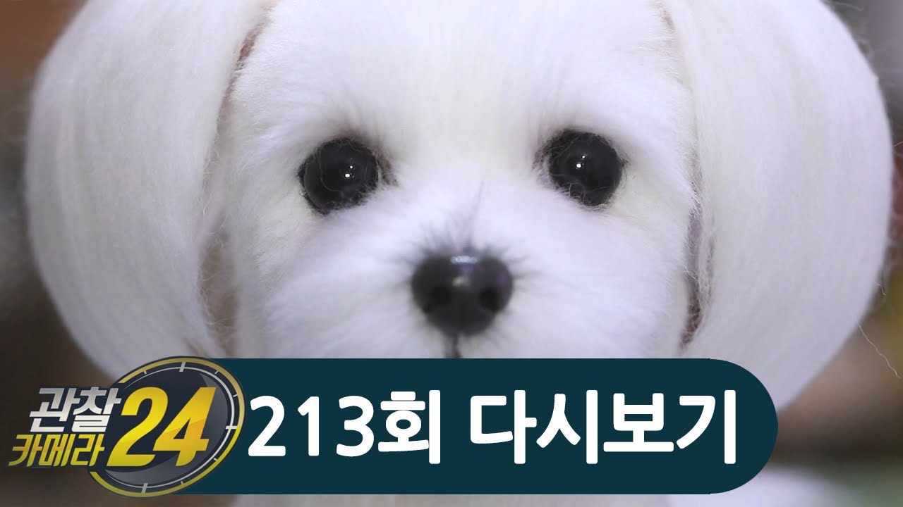 강아지 아니고 인형(⊙ｏ⊙)!? 진짜보다 더 진짜같은 양모인형의 세계 | 관찰카메라 24 213 회