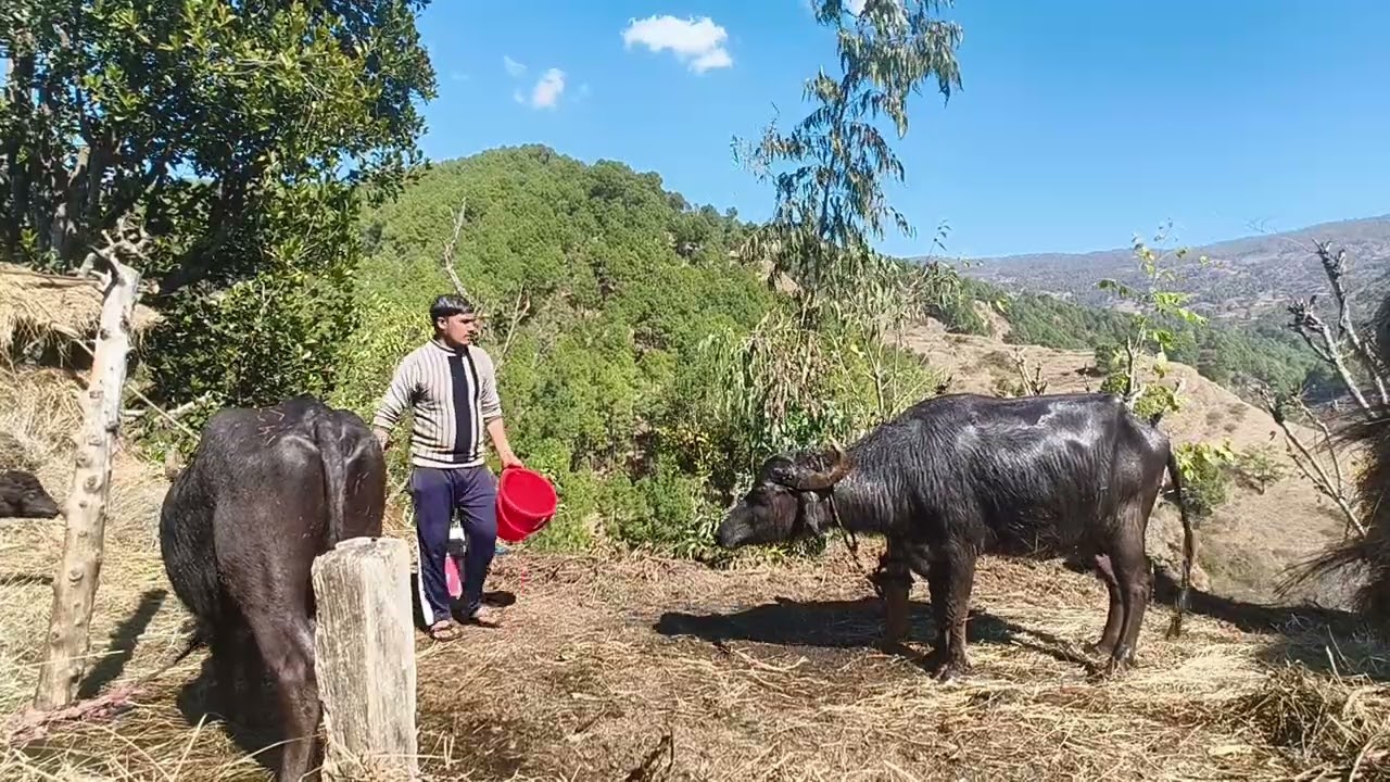 Deghat mandir🙏 | or  Jungle main lgi Aag || Bhainso ka nahlaya 😊😜 