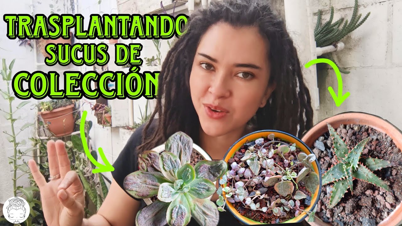 LAS SUCUS QUE ME REGALARON EN VIVERO MATITA