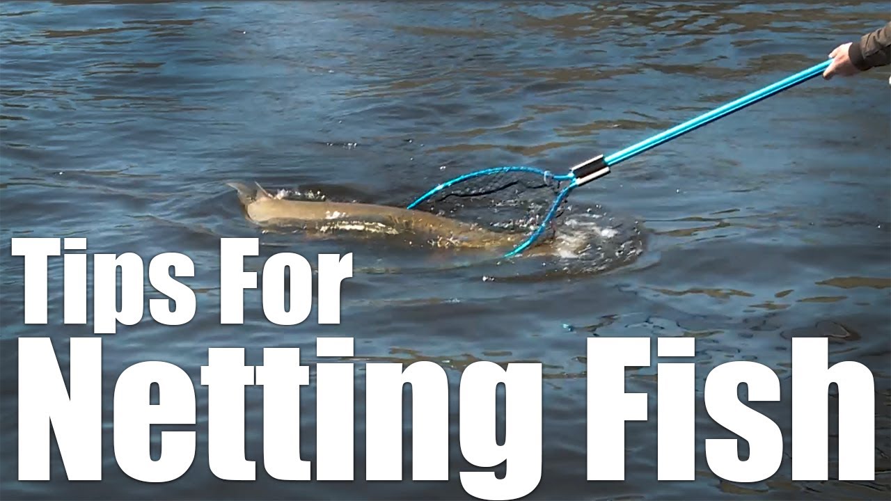 Tips For Netting Fish