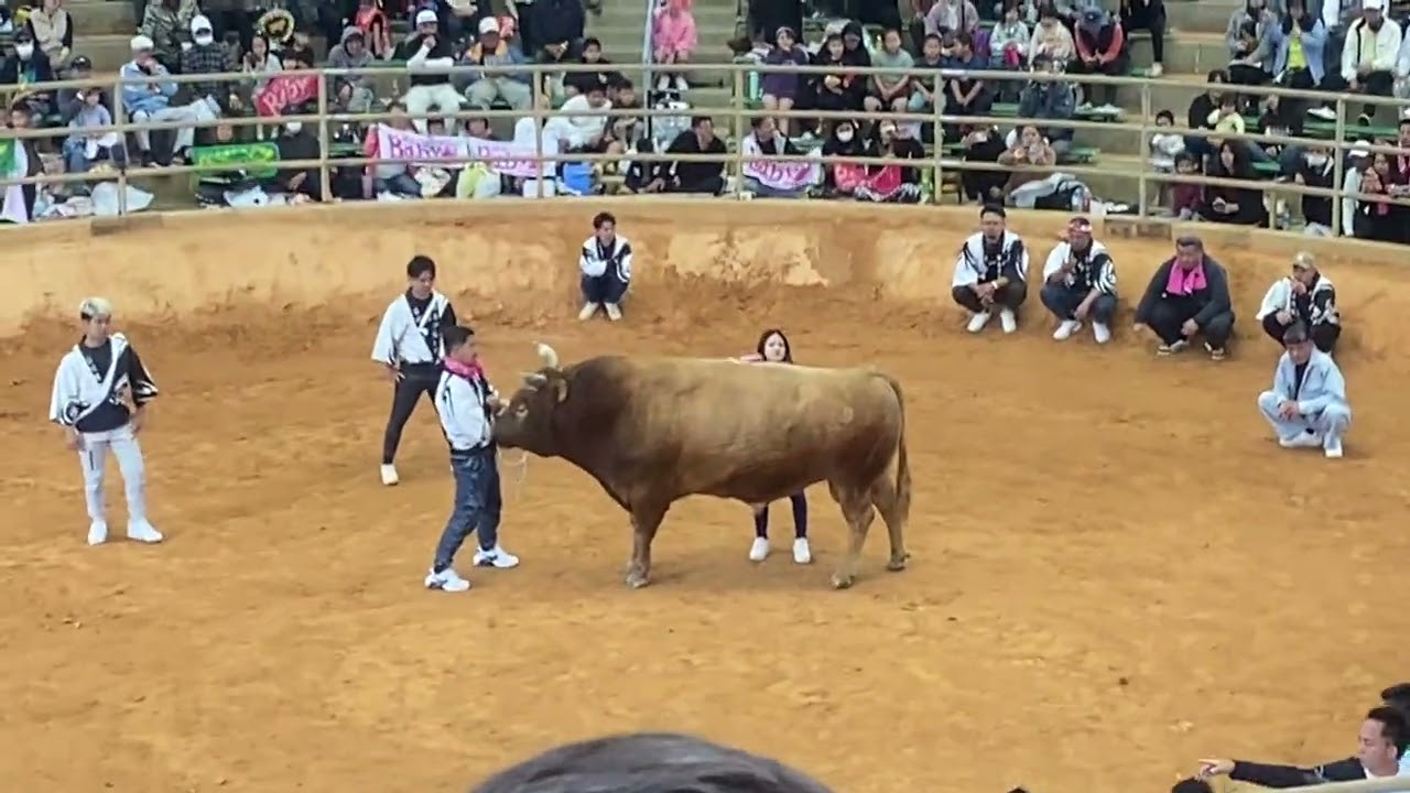2026/03/15 沖縄闘牛　山幸パンダ🆚新力Baby