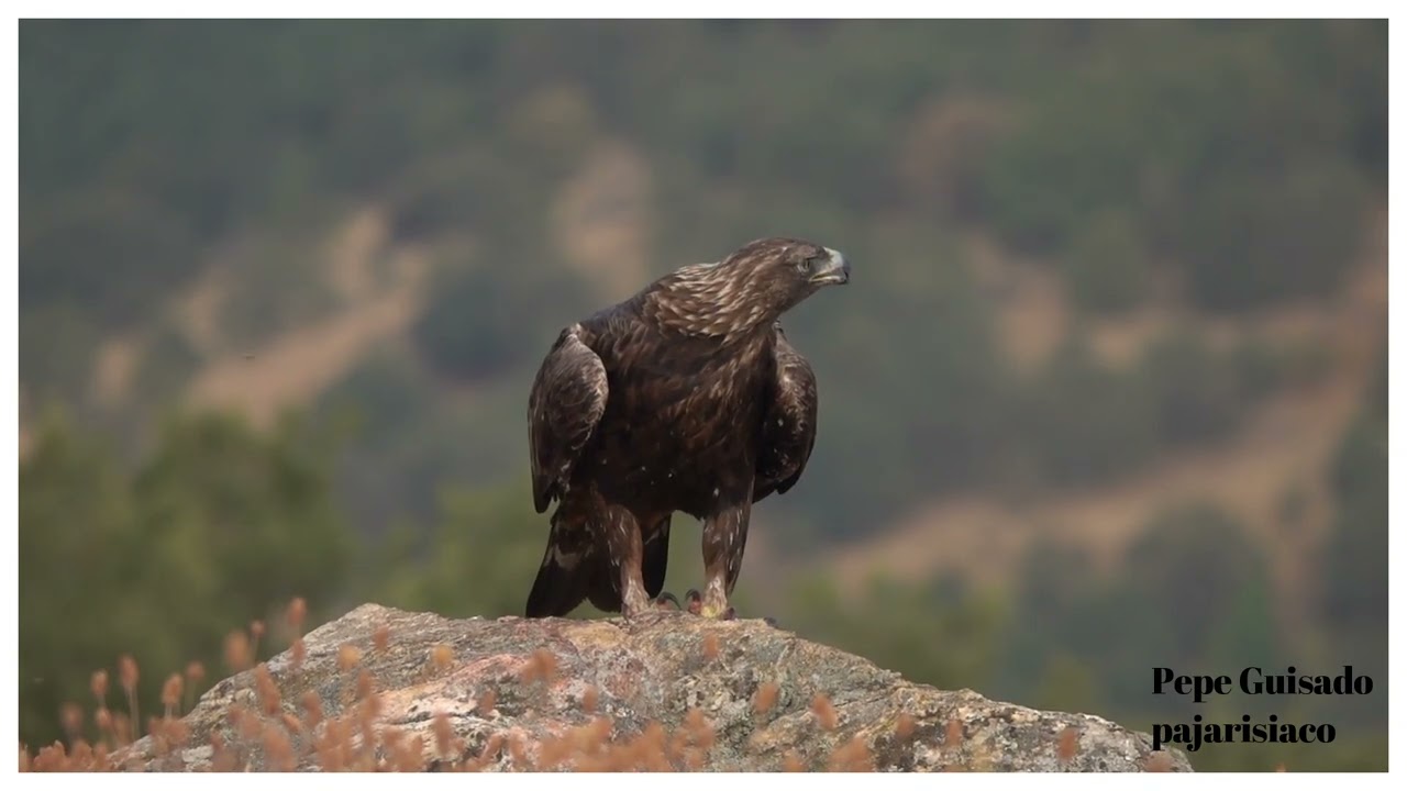 Corneja Negra avisando la llegada del &Aacute;guila Real