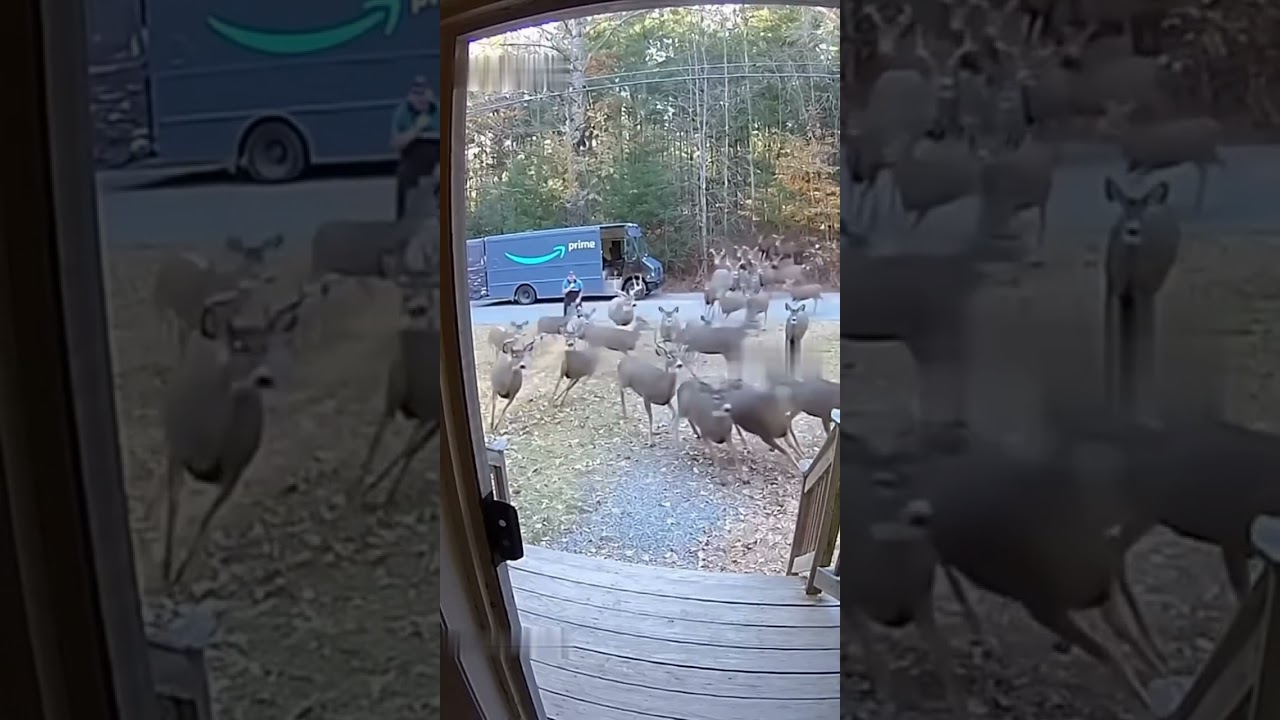 15 Wild Deer Slam an Amazon Delivery Guy / #AnimalAttack #UnexpectedMoment #ViralAnimal