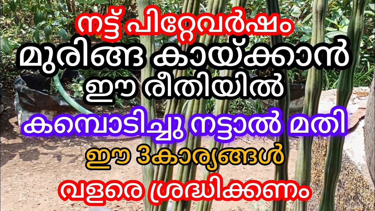 മുരിങ്ങ കമ്പ്നടുന്ന ശരിയായാരീതി, പിറ്റേവർഷം കായ് പറിക്കാം, a1luckylifemedia 