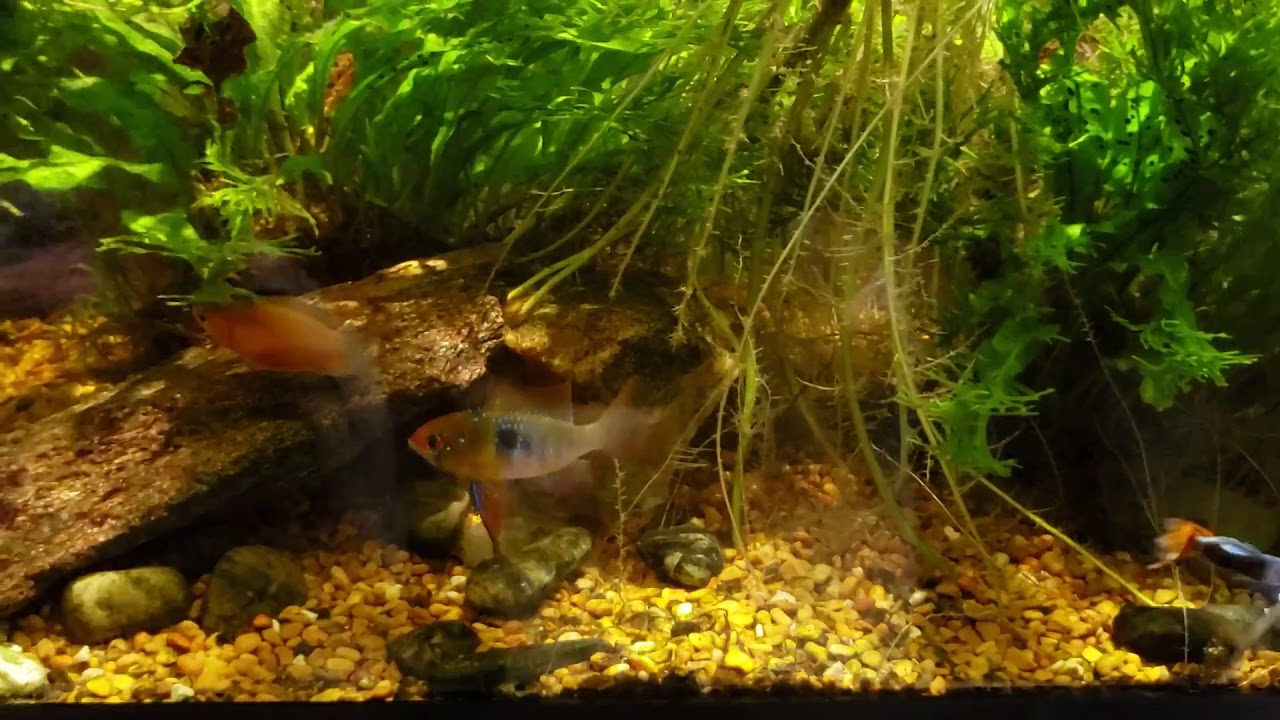 New Thick Lipped Gourami Is Getting Along With GBR In My Office Tank